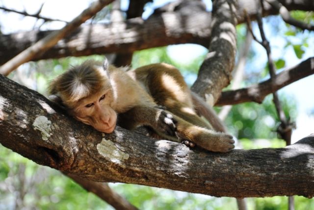 Sri Lanka : Autotour Privatif - Sri Lanka en Liberté