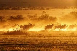 Afrique Du Sud-Johannesbourg, Circuit Les Inévitables de l'Afrique du Sud 3*