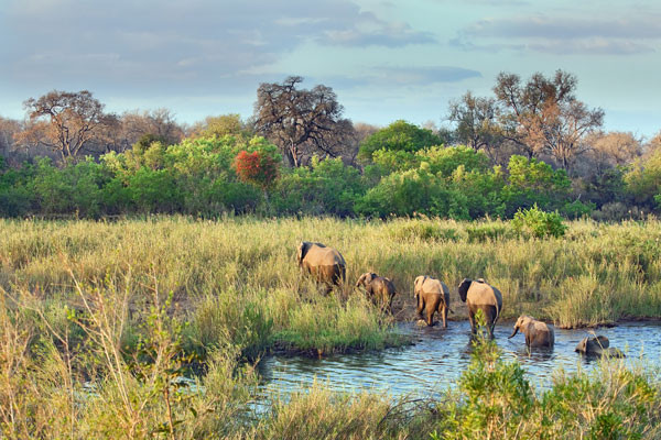 Vente flash Afrique Du Sud Circuit Safari Dream