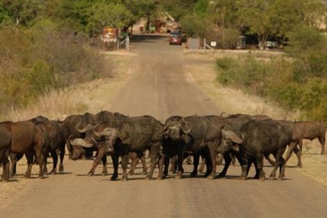 Afrique Du Sud-Le Cap, Circuit Lumières d'Afrique du Sud