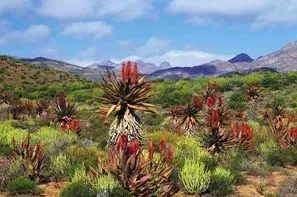 Afrique Du Sud-Le Cap, Circuit Les incontournables de l'Afrique du Sud avec Victoria falls 3*