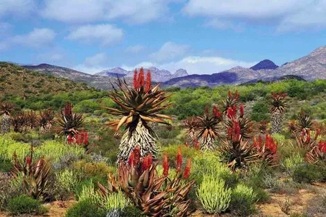 Afrique Du Sud-Le Cap, Circuit Les incontournables de l'Afrique du Sud avec Victoria falls 3*