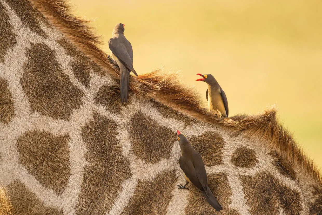 Afrique Du Sud : Circuit Légendes du Cap et de la savane + extension aux chutes Victoria