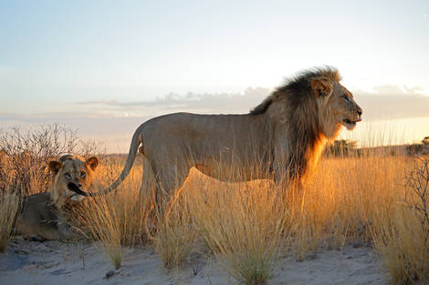 Circuit Circuit Paysages Sud Africains 3* Afrique Du Sud Le Cap