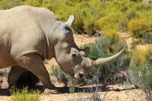 Afrique Du Sud-Le Cap, Circuit FRAM Paysages sud-africains Privatif