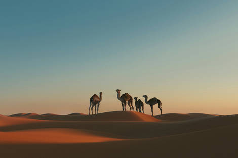 Arabie Saoudite : Circuit Arabie Saoudite millénaire : voyage au cœur des civilisations