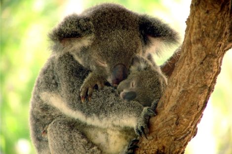 Australie-Melbourne, Circuit Pré-voyage Melbourne & Splendeurs d'Australie