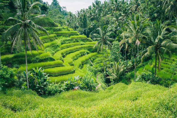Bali : Circuit Esprit Balinais - Privatif 2027
