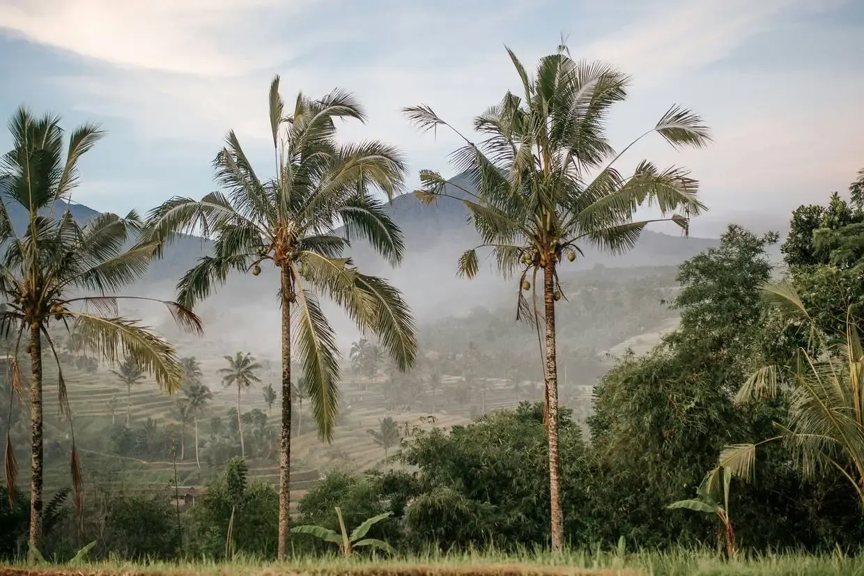 Bali : Circuit Sur la route des îles : Ubud