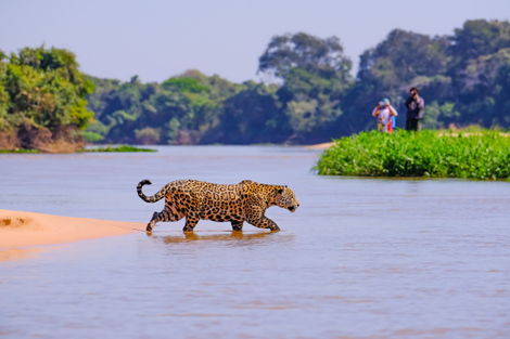 Bresil-Campo Grande, Circuit Pré-voyage Pantanal et Merveilles du Brésil