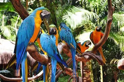 vol+hotel Circuit RIO & MANAUS & SALVADOR 4* Bresil Rio