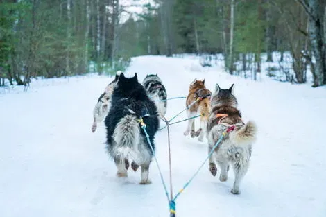 vol+hotel Circuit SEJOUR MULTI-ACTIVITES QUEBEC : HIVER AU LAC BLANC - 40 PERSONNES MAXIMUM Canada Montreal