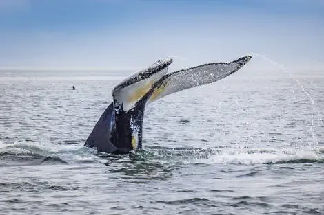 Canada : Circuit Objectif Est Canadien