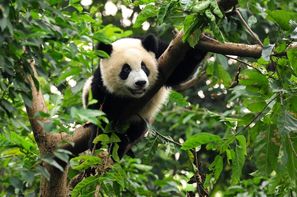 Chine-Pekin, Circuit Splendeurs de Chine & Extension Chine du sud et Hong Kong