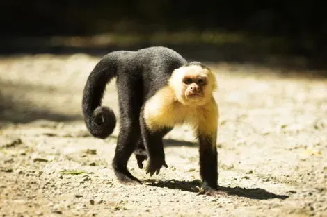 Costa Rica : Circuit Entre Jungles et Forêts du Costa Rica (Petit Groupe)