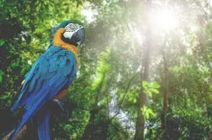 Costa Rica-San jose, Circuit Costa Rica, Tentatrice Nature 3*