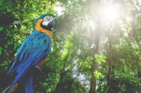 Costa Rica-San jose, Circuit Costa Rica, Tentatrice Nature 3*