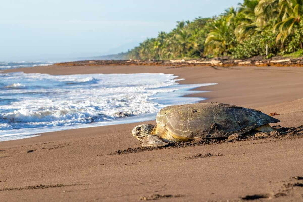 Costa Rica : Circuit Nature et plages du Costa Rica