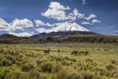 Equateur : Circuit Découverte de l'Équateur et des Galapagos