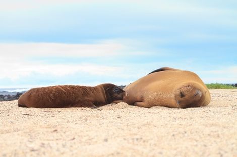 Equateur-Quito, Circuit Splendeurs de l'Equateur & Galapagos en croisière