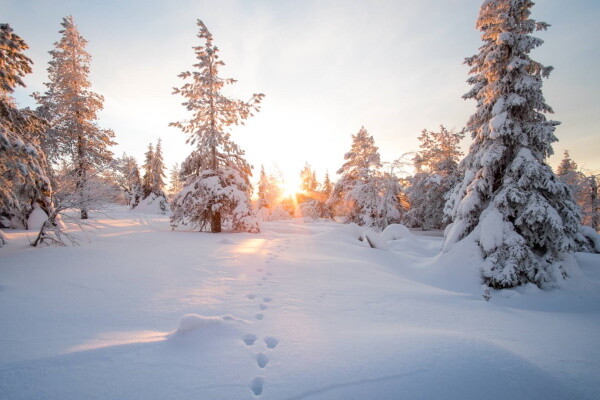 Finlande : Circuit Séjour multi activités à Suomu - hôtel Suomutunturi