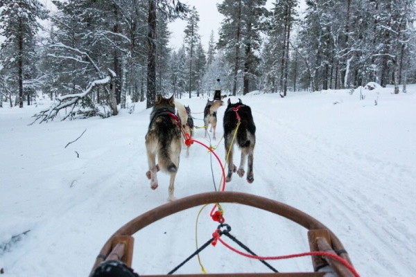 Finlande : Circuit Immersion polaire à Rovaniemi en famille