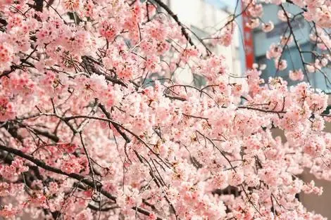 Japon : Circuit Tokyo, pulsations urbaines et instants suspendus