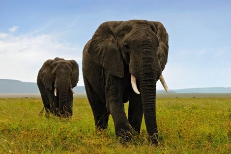 Kenya-Mombasa, Circuit Safari Massaï 4*