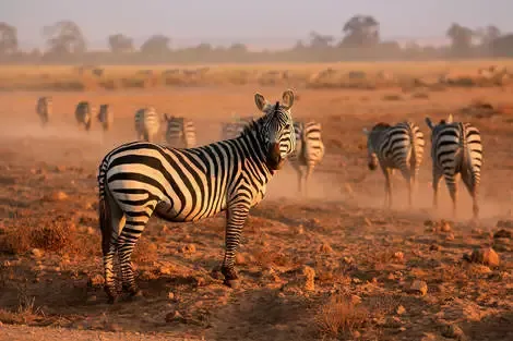 Circuit Neptune Village 4* avec 3 nuits Tsavo Ouest / Amboseli / Tsavo Est Kenya Mombasa