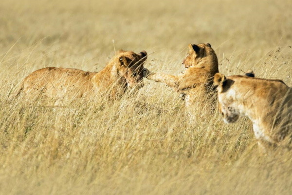 Kenya : Circuit Mon Safari Privé Magie d'Afrique