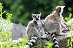 Madagascar-Tamatave, Combiné circuit et hôtel Splendeurs De Madagascar & Extension Ile Maurice