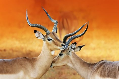 Namibie-Windhoek, Circuit Couleurs de Namibie et Fish River Canyon 3*
