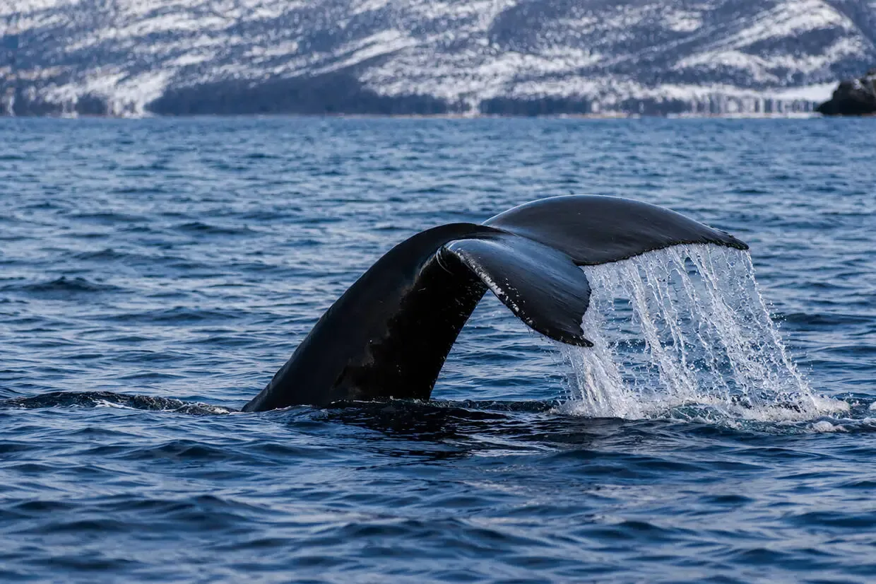 Norvege : Circuit Aventure arctique en Laponie Norvégienne