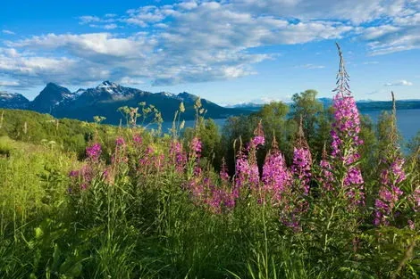 vol+hotel Circuit CIRCUIT NORVEGE DU NORD : TROMSO, LOFOTEN ET CAP NORD Norvege Tromso