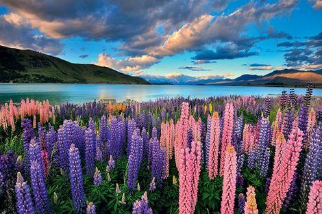 Nouvelle Zelande-Auckland, Circuit Premier Regard Nouvelle Zélande