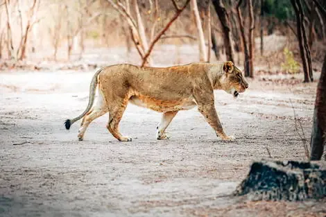 Senegal : Circuit Beautés du Sénégal et balade avec les lions de Fathala en privatif