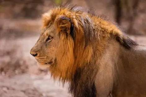 Senegal : Circuit Beautés du Sénégal et balade avec les lions de Fathala