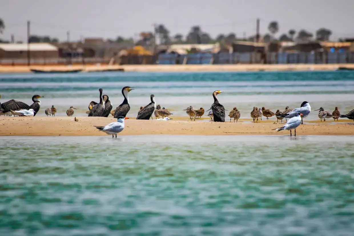 Senegal : Circuit Sénégal, entre savane et plage du Framissima Palm Beach