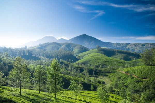Sri Lanka : Circuit Kandy et la région du thé