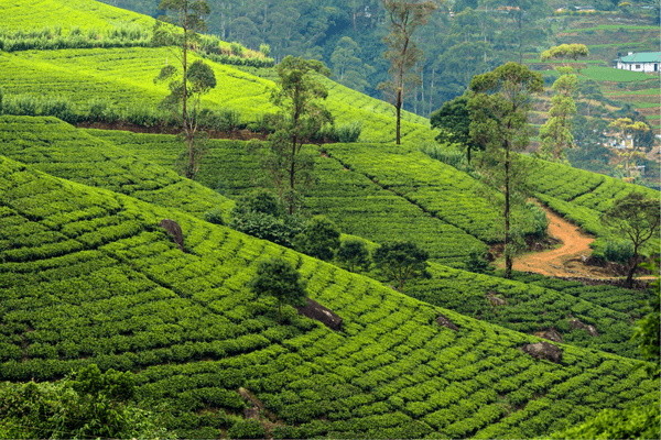 Sri Lanka : Circuit L'essentiel du Sri Lanka et plage de Kalutara