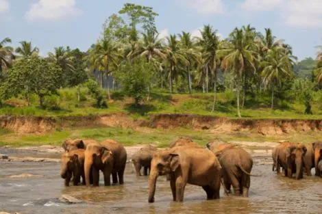 Sri Lanka : Circuit Sri Lanka Nature et Traditions en PRIVATIF