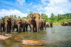 Sri Lanka-Colombo, Circuit Sri Lanka Authentique 3* et Extension balnéaire 3*