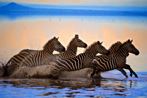 Tanzanie : Circuit Tanzanie Authentique