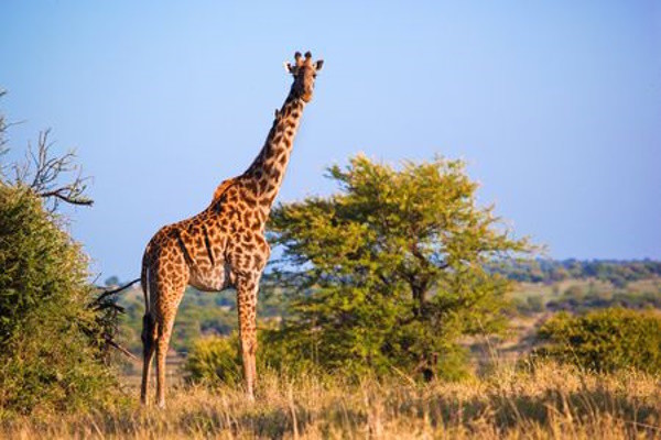 Tanzanie : Circuit Splendeurs de Tanzanie & Zanzibar - 10 Nuits