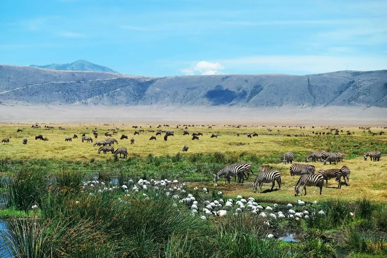Tanzanie : Combiné circuit et hôtel Safari au cœur du Ngorongoro et plages de Zanzibar