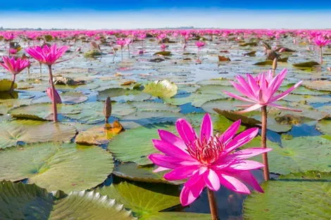 Thailande : Circuit Lotus de Thaïlande, mini groupe de 8 participants !