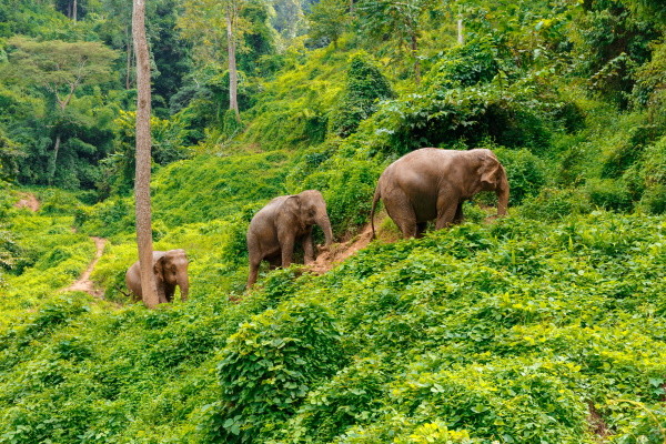 Thailande : Circuit Trekking et Aventures