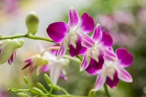 Thailande-Bangkok, Circuit Orchidées en boutique hôtels et en privatif 4*
