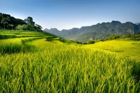 Vietnam : Circuit Des Rizières de Mai Chau à Halong