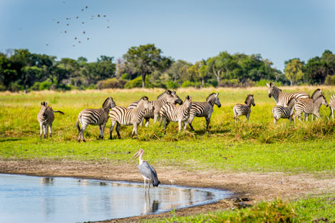 Zimbabwe-Victoria Falls, Circuit Impressions du Botswana